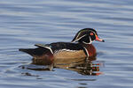 Wood Duck