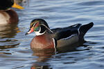 Wood Duck