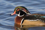 Wood Duck