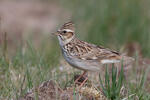 Wood Lark