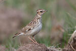 Wood Lark