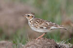 Wood Lark