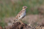 Wood Lark