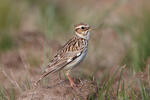 Wood Lark