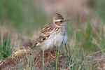 Wood Lark