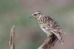 Wood Lark