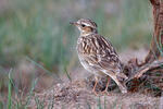 Wood Lark