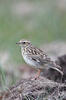 Wood Lark