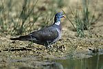 Wood Pigeon