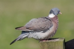 Wood Pigeon