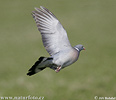 Wood Pigeon