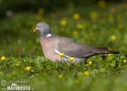 Wood Pigeon