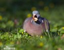 Wood Pigeon