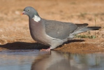 Wood Pigeon