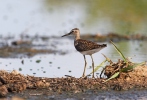 Wood Sandpiper