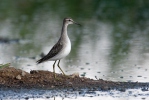 Wood Sandpiper