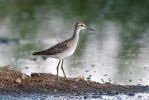 Wood Sandpiper