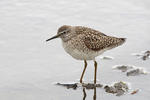 Wood Sandpiper