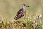 Wood Sandpiper