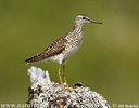 Wood Sandpiper