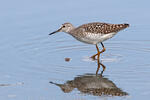 Wood Sandpiper