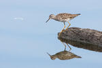 Wood Sandpiper