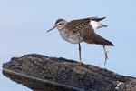 Wood Sandpiper