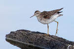 Wood Sandpiper