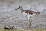 Wood Sandpiper