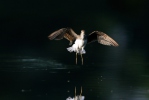 Wood Sandpiper