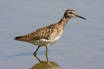 Wood Sandpiper