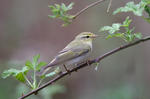 Wood Warbler