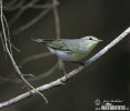 Wood Warbler