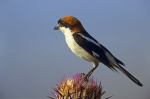 Woodchat Shrike