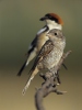 Woodchat Shrike