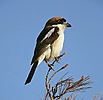 Woodchat Shrike