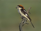 Woodchat Shrike