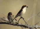 Woodchat Shrike