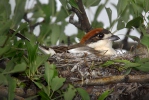 Woodchat Shrike