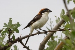 Woodchat Shrike