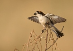 Woodchat Shrike