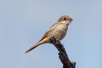 Woodchat Shrike