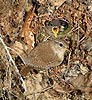 Wren