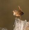 Wren