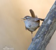 Wren