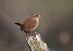 Wren