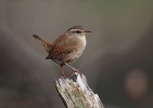 Wren