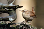 Wren