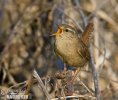 Wren