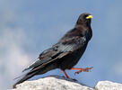 Yellow-billed Chough